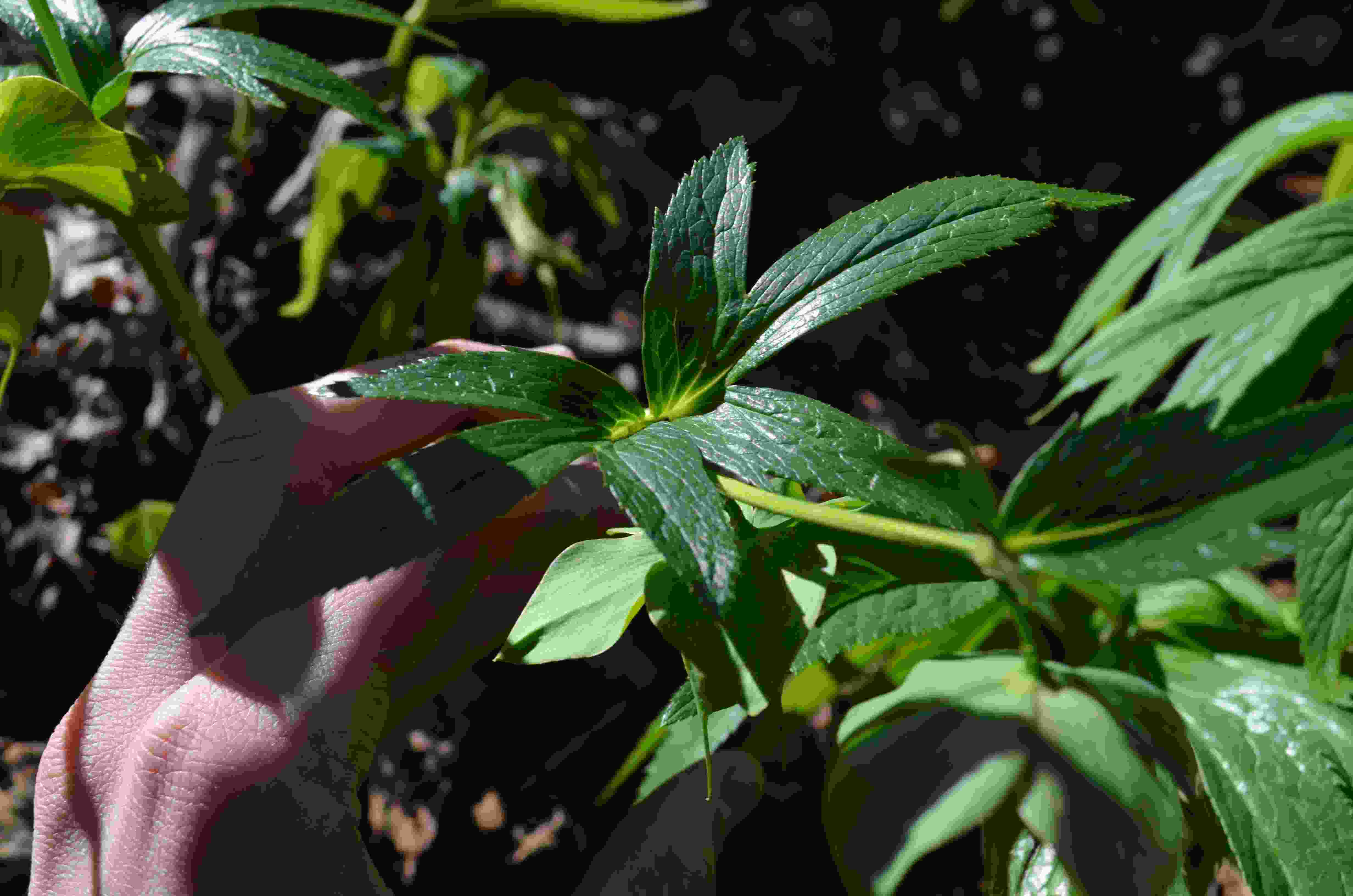 Helleborus cfr. viridis